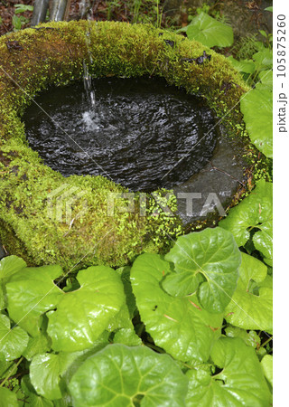 霧ヶ峰高原 山の手水鉢 長野県 霧ヶ峰高原 山の手水鉢 長野県 105875260