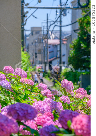 江ノ電、紫陽花　鎌倉 105875323