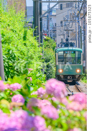 江ノ電、紫陽花　鎌倉 105875325