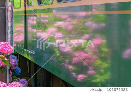 江ノ電、紫陽花　鎌倉 105875328