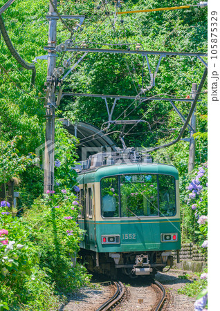 江ノ電、紫陽花 鎌倉 江ノ電、紫陽花 鎌倉 105875329