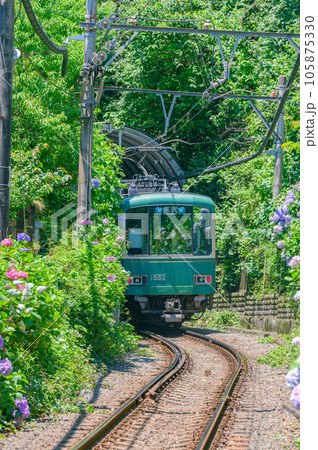 江ノ電、紫陽花　鎌倉 105875330