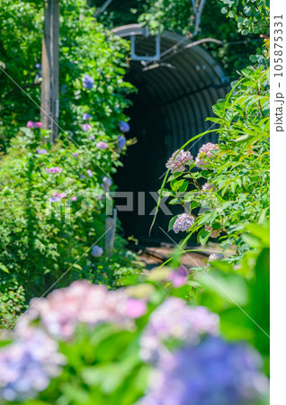 江ノ電、紫陽花 鎌倉 江ノ電、紫陽花 鎌倉 105875331