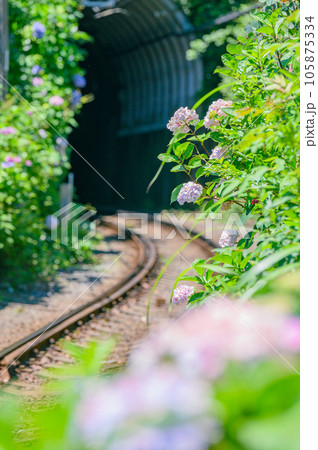江ノ電、紫陽花 鎌倉 江ノ電、紫陽花 鎌倉 105875334