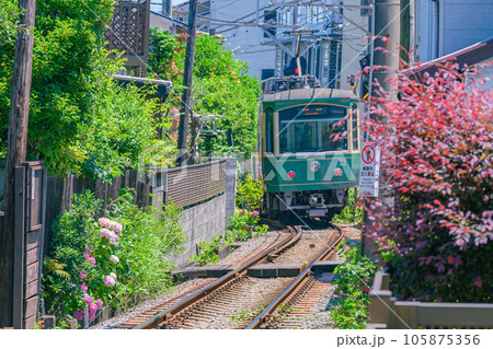 江ノ電、紫陽花　鎌倉 105875356