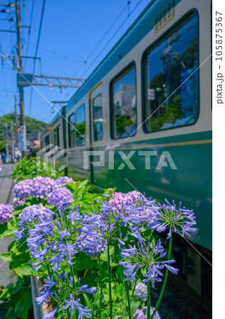 江ノ電、紫陽花 鎌倉 江ノ電、紫陽花 鎌倉 105875367