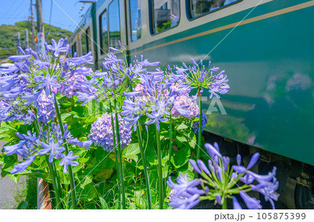 江ノ電、紫陽花　鎌倉 105875399