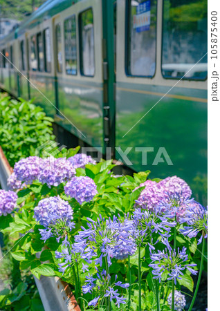江ノ電、紫陽花 鎌倉 江ノ電、紫陽花 鎌倉 105875400