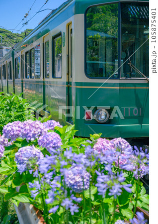 江ノ電、紫陽花 鎌倉 江ノ電、紫陽花 鎌倉 105875401