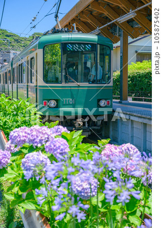 江ノ電、紫陽花　鎌倉 105875402