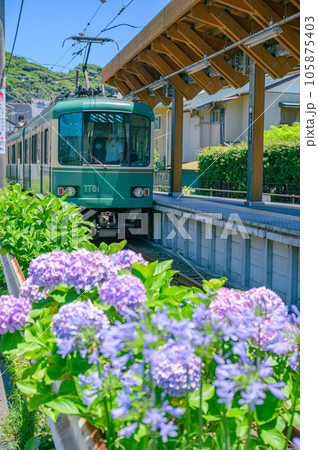 江ノ電、紫陽花 鎌倉 江ノ電、紫陽花 鎌倉 105875403