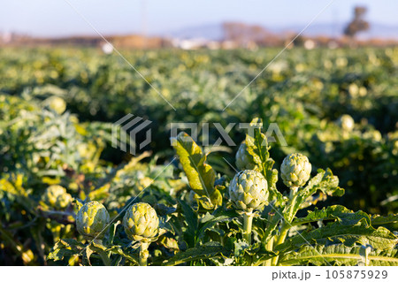 Artichokes flower on farm field 105875929