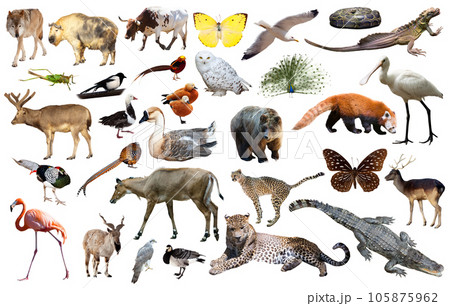 animal collection asia animal collection asia 105875962