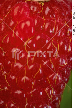 closeup shot of raspberry texture closeup shot of raspberry texture 105876339