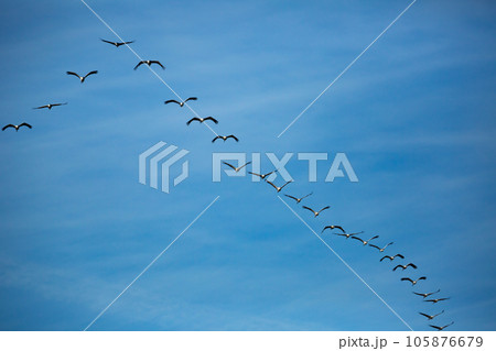 Cranes flying in blue sky 105876679