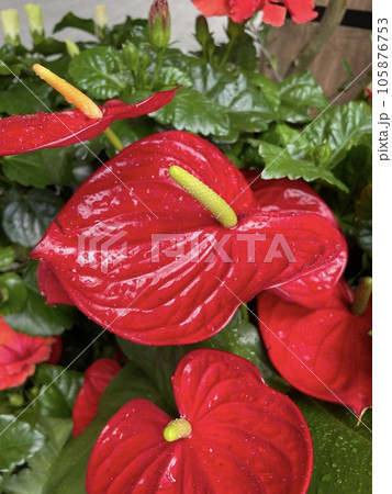 ハート形の赤い花 アンスリウム ダコタ 105876753