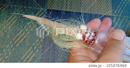 受粉不良のグラスジェムコーン赤肉種 105876866