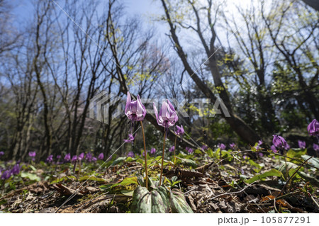 カタクリの花が咲く金沢の里山 105877291