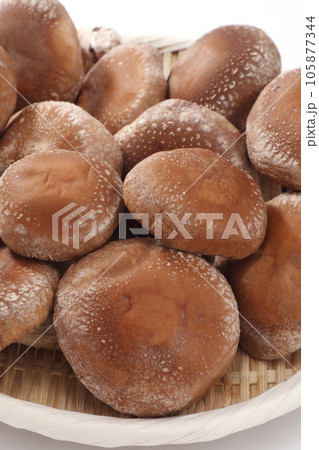 生椎茸 生椎茸 105877344