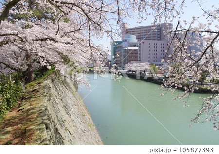 福井城跡の石垣に咲く桜 105877393