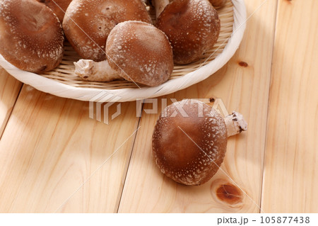 生椎茸 105877438