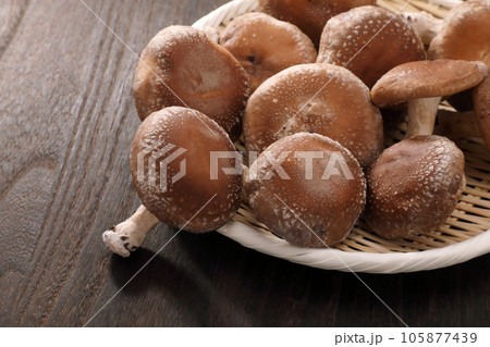 生椎茸 105877439