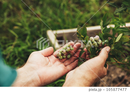 Growing seasonal blue berry. Vivid colors. Showing, presenting bunch of beautiful green berries. Bilberry nature yielding, northern highbush variety. High huckleberry (Vaccinium corymbosum) in summer Growing seasonal blue berry. Vivid colors. Showing, presenting bunch of beautiful green berries. Bilberry nature yielding, northern highbush variety. High huckleberry (Vaccinium corymbosum) in summer 105877477