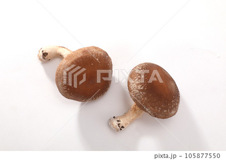 生椎茸 105877550