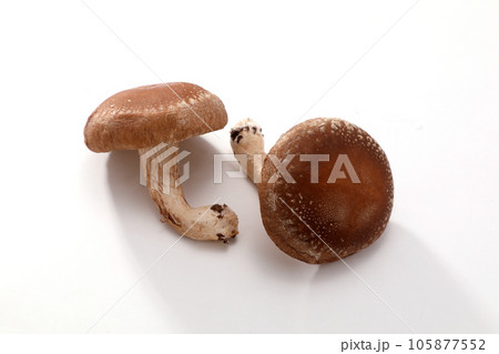 生椎茸 生椎茸 105877552