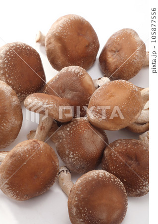生椎茸 105877556