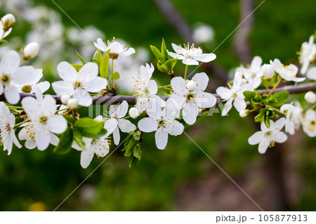 White bright cherry blossoms on a branch White bright cherry blossoms on a branch 105877913