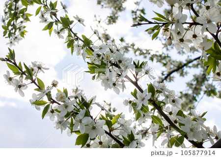 White bright cherry blossoms on a branch White bright cherry blossoms on a branch 105877914