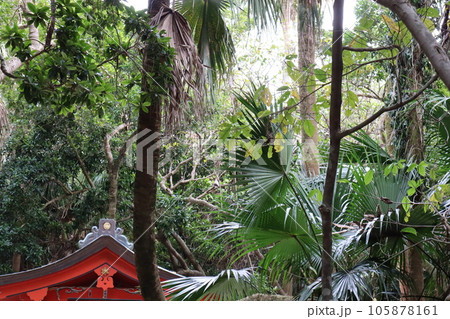 亜熱帯植物のある南国宮崎の青島神社 105878161