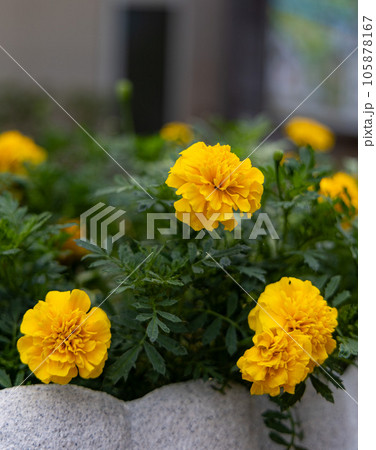 花壇に植えられたマリーゴールドの花 花壇に植えられたマリーゴールドの花 105878167