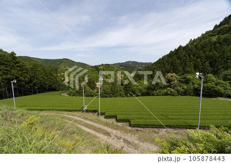 静岡県島田市の茶畑 105878443