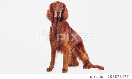 アイリッシュセッター　犬　　白背景 105878477