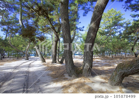 淡路島・慶野松原 105878499