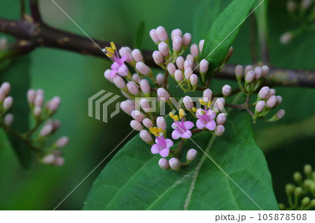 ムラサキシキブの花とつぼみ 105878508