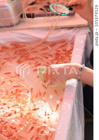 金魚すくい　縁日の金魚すくい 105878526