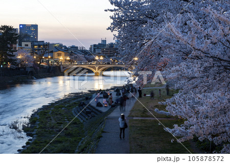 金沢のさくら名所・浅野川河畔の夜桜 105878572