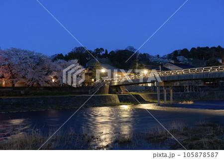 金沢の浅野川河畔の夜桜とライトアップされた梅ノ橋 105878587