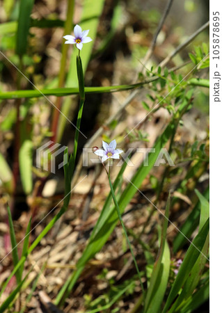 小さな白い花を咲かすニワゼキショウ（マクロレンズ使用・自然光・接写写真） 105878695