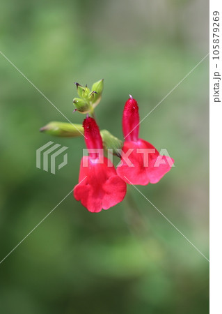 一対で咲く赤いチェリーセージの花(ホットリップス・マクロレンズ使用・自然光・接写写真) 一対で咲く赤いチェリーセージの花(ホットリップス・マクロレンズ使用・自然光・接写写真) 105879269