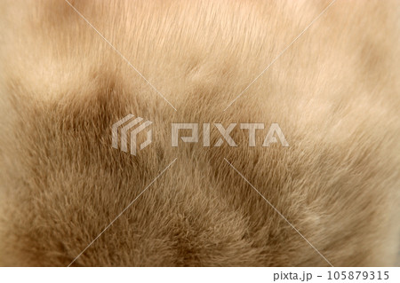 モコモコ毛並みのベージュ色のミンク毛皮のマクロ接写テクスチャー 105879315