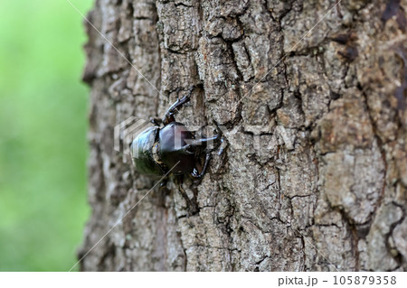 木に登るカブトムシ 105879358