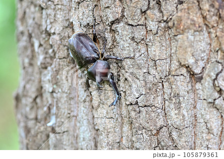 木に登るカブトムシ 木に登るカブトムシ 105879361