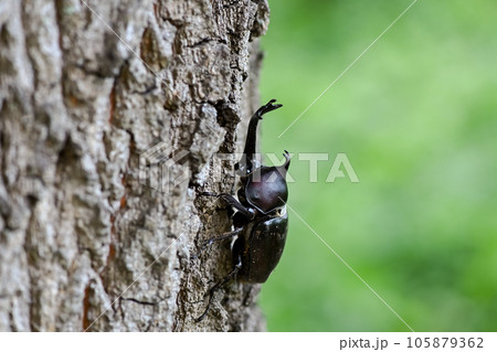 木に登るカブトムシ 105879362