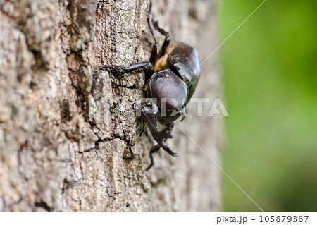 木に登るカブトムシ 105879367