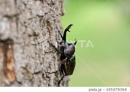 木に登るカブトムシ 105879368