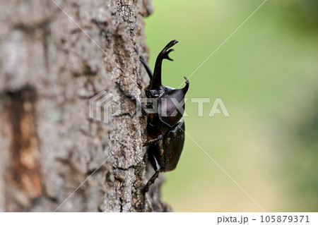 木に登るカブトムシ 105879371